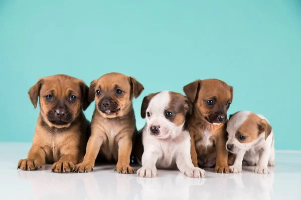 stock image Two little dogs, puppy, animals concept