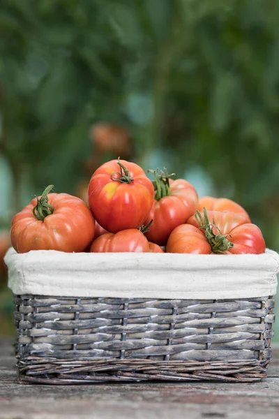 바구니에 토마토 — 스톡 사진