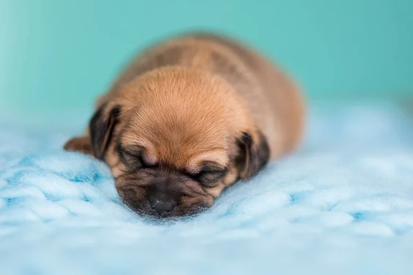 Beautiful Little Dog Sleeps Blanket — Stock Photo, Image