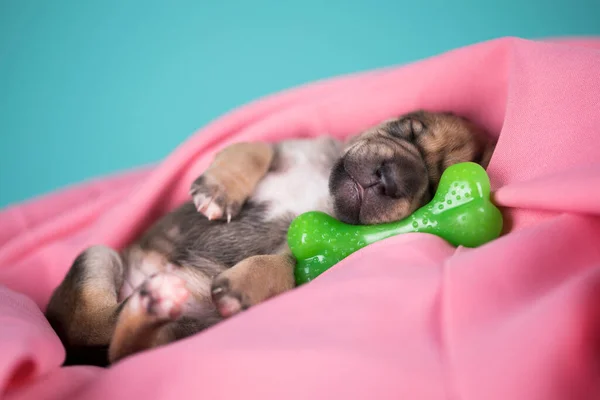Hund Sover Med Ett Gummiben Rosa Filt — Stockfoto