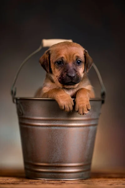 Маленький Собака Металевому Відрі — стокове фото