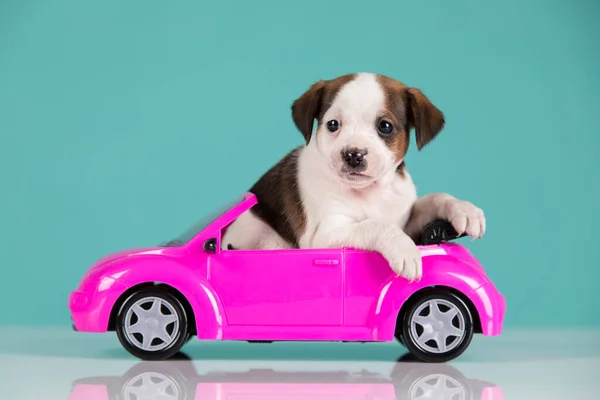 Puppy Een Roze Auto — Stockfoto