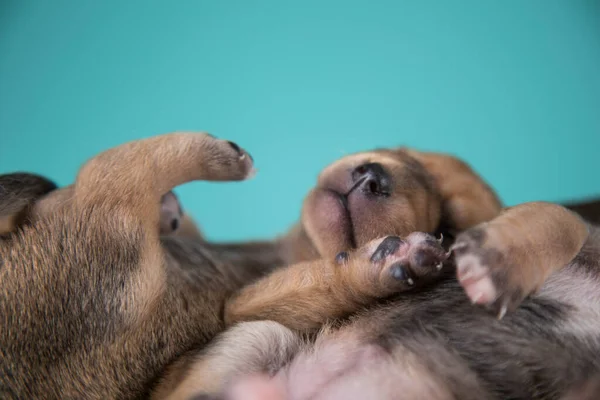 Niedlichen Welpen Hund Schlafen Tiere Konzept — Stockfoto