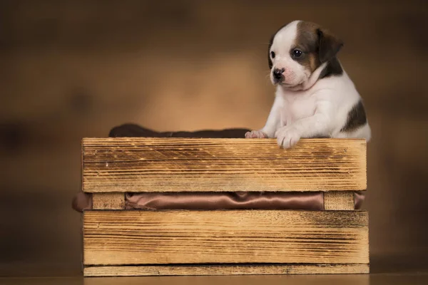 Dog in a wooden crate