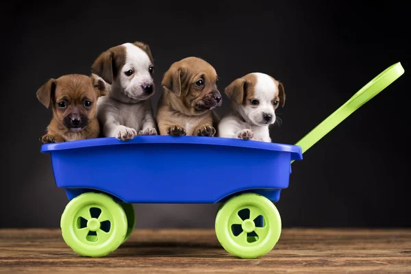 Beautiful Little Puppies Toy Wagon — Stock Photo, Image
