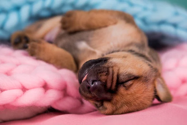 Kleine Hond Slaapt Een Deken — Stockfoto