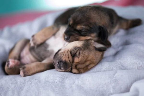 Schattige Puppy Hond Slapen Dieren Concept — Stockfoto