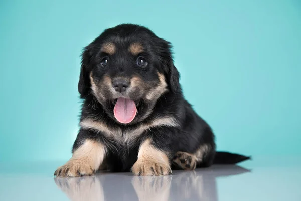 Pet Cão Cachorro Bonito Conceito Animais — Fotografia de Stock