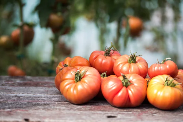 Sebze, domates, bahçede masanın üstünde. 