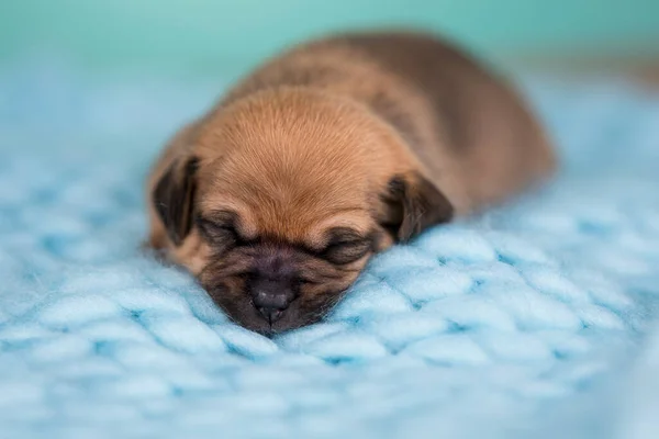 Pequeños Cachorros Lindos Están Durmiendo Una Manta — Foto de Stock