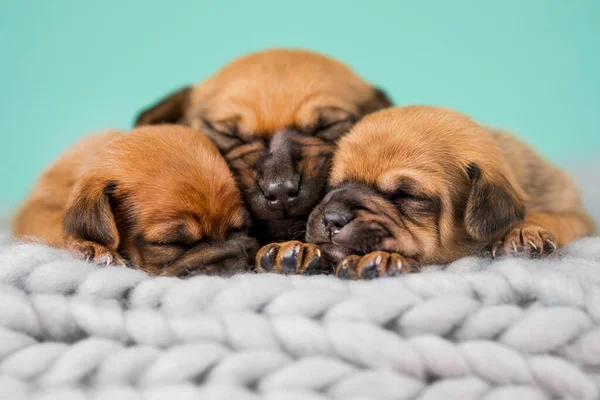 Haustier Hundewelpe Schläft Auf Einer Decke — Stockfoto