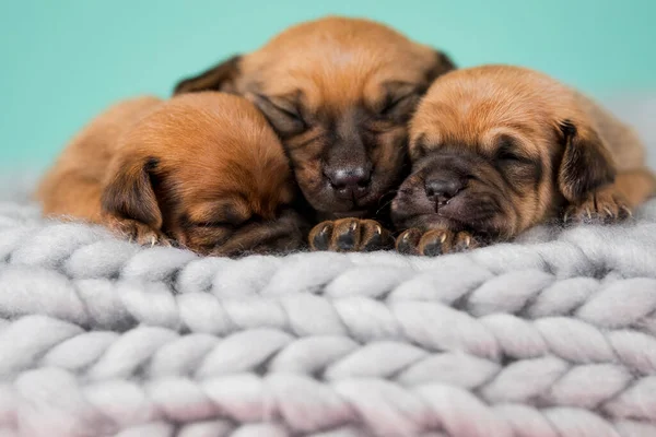 Cães Dorme Cobertor — Fotografia de Stock