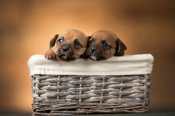 Dogs Wicker Basket — Stock Photo, Image