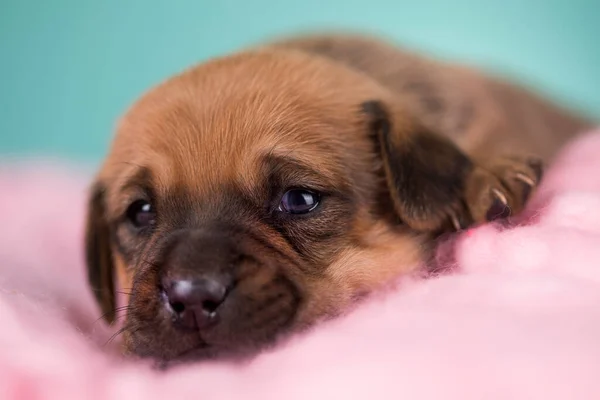 Battaniyenin Üstünde Uyuyan Köpek — Stok fotoğraf