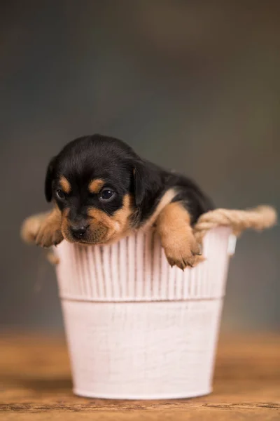 金属のバケツの中の小さな犬 — ストック写真