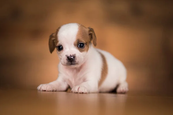 Kleine Hond Een Houten Achtergrond — Stockfoto