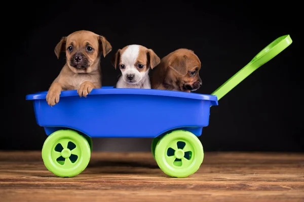 Leuke Hondjes Een Speelgoedauto — Stockfoto