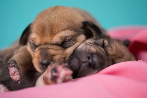 Een Prachtig Hondje Slaapt Een Roze Deken — Stockfoto