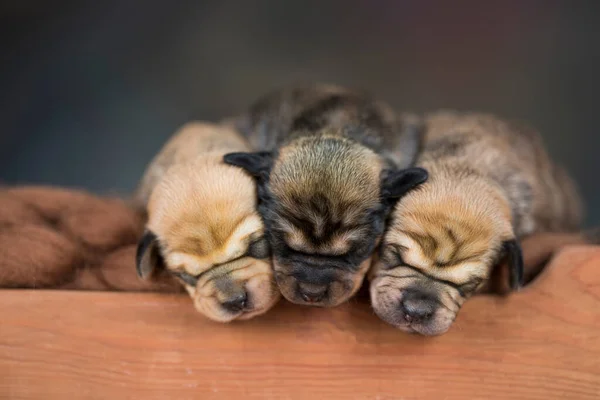 Dogs Sleep Wooden Bed — Stock Photo, Image