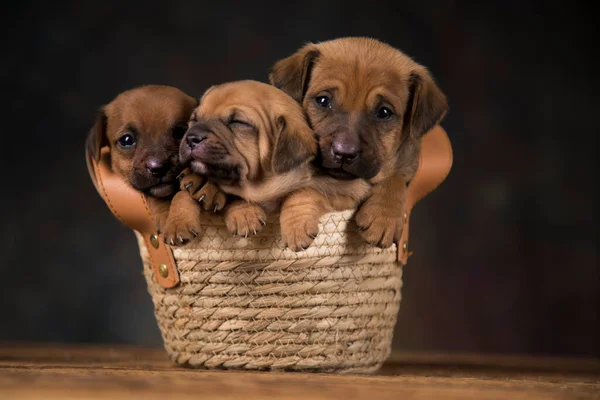Psi Proutěném Koši — Stock fotografie