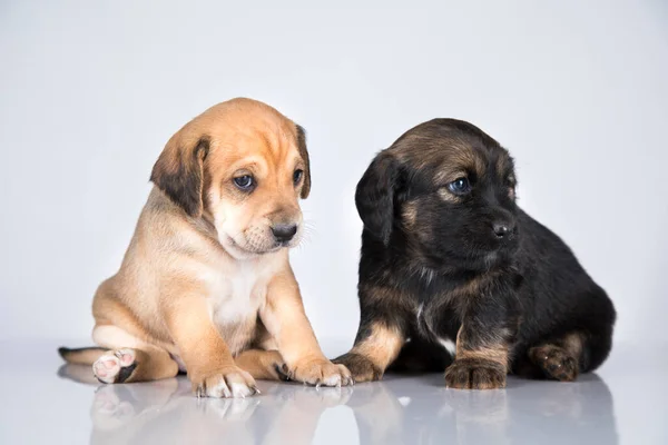 Två Hundar Vit Bakgrund — Stockfoto