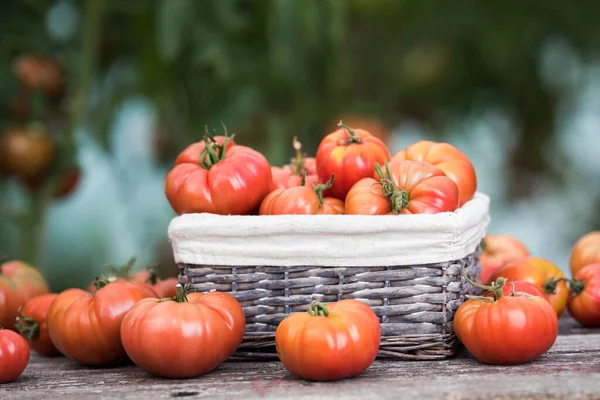 Tomates Potager Produits Biologiques — Photo