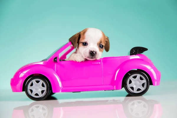Hond Een Roze Auto Rechtenvrije Stockafbeeldingen