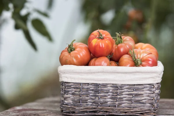 番茄菜园 有机产品 图库照片
