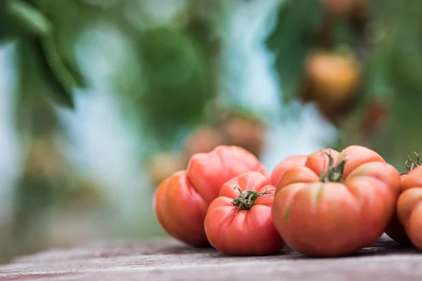 Gemüse Tomaten Auf Dem Schreibtisch Garten Stockbild