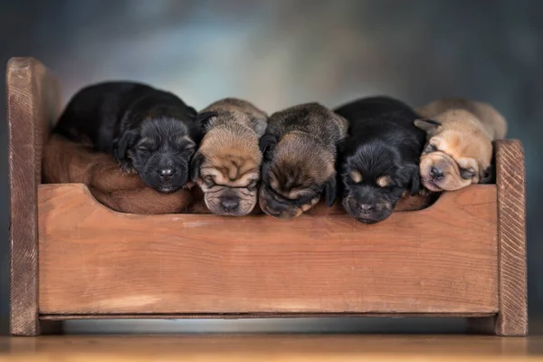 Die Hunde Schlafen Auf Einem Holzbett lizenzfreie Stockbilder