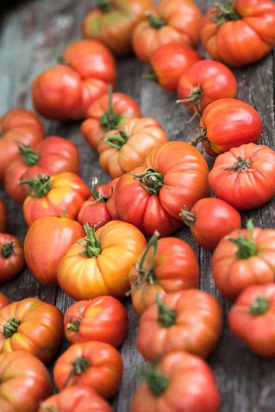 Tomaten Gemüsegarten Bioprodukte Stockbild