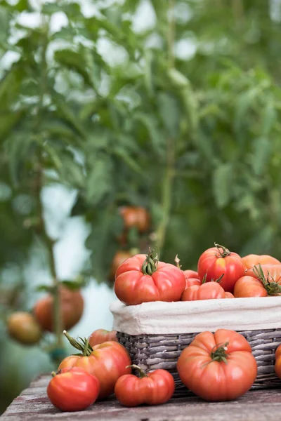 Verduras Tomates Escritorio Madera Fotos de stock