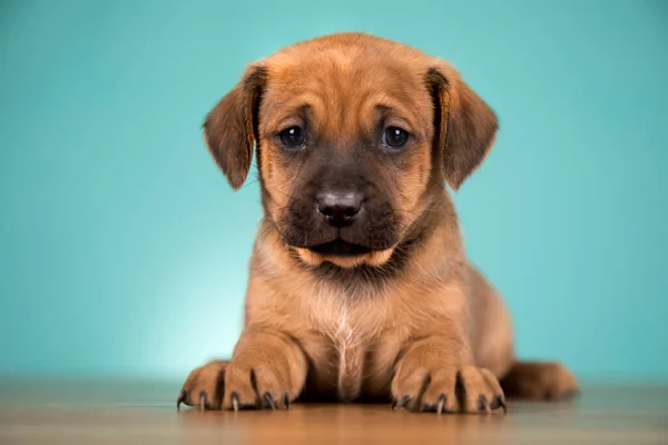 Schattige Puppy Hond Dieren Concept Rechtenvrije Stockafbeeldingen