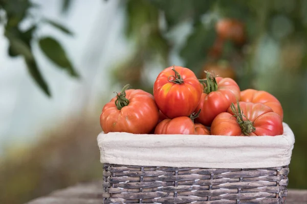 Tomater Køkkenhave Økologiske Produkter Stock-billede
