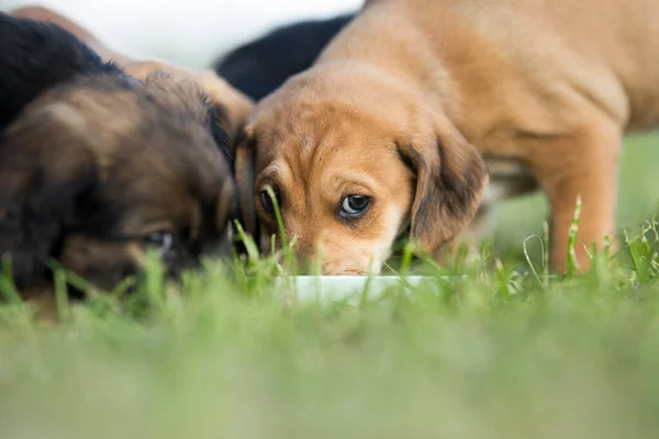 小狗在草地上 免版税图库照片