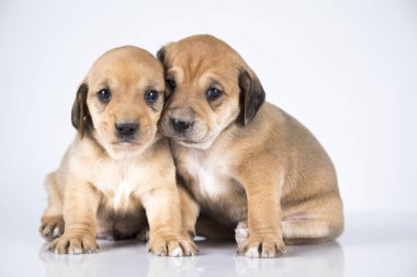 Beyaz arka planda iki köpek.