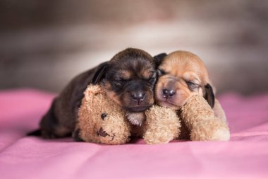 Küçük köpek yavrusu oyuncak ayıyla uyuyor.