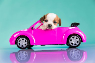 Pembe arabadaki küçük bir köpek.