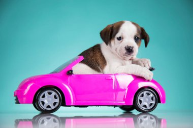 Pembe arabadaki şirin köpek.