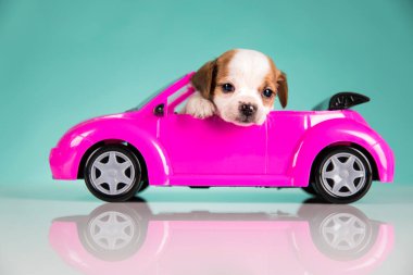 Pembe arabadaki köpek.