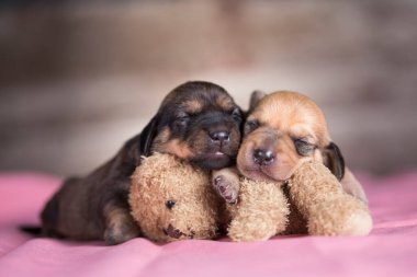 Küçük köpek yavrusu oyuncak ayıyla uyuyor.