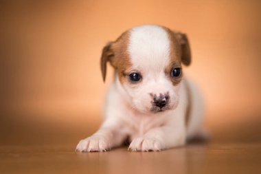 ahşap arka plan üzerinde köpek