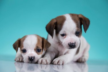 İki küçük köpek, köpek yavrusu, hayvan konsepti