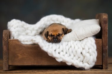 Yavru köpek uyuyor.