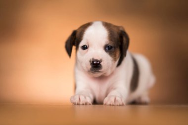 ahşap arka plan üzerinde köpek