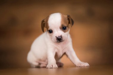 Ahşap arka planda küçük bir köpek.