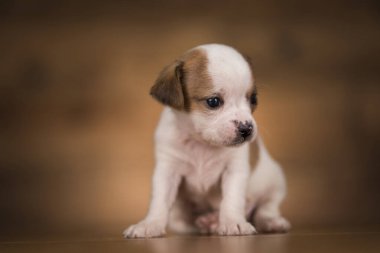 ahşap arka plan üzerinde köpek