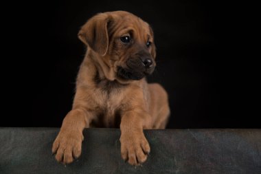 Siyah arka planda küçük köpek.