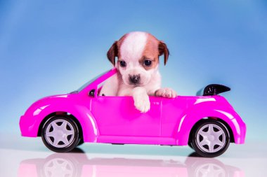 Pembe arabadaki köpek.