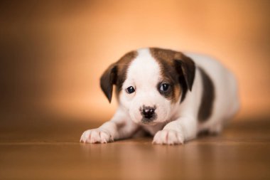 ahşap arka plan üzerinde köpek